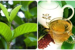 Ai không nên uống nước lá ổi?