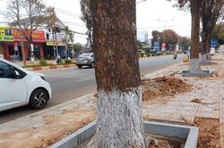 Thi công dự án chục tỷ, chặt luôn loạt rễ cây xanh vỉa hè