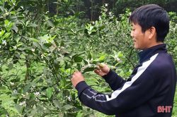 Cam ra hoa đúng thời vụ, nông dân Vũ Quang phấn khởi dưỡng cây