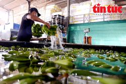Đồng Nai đẩy mạnh xuất khẩu chuối tươi sang thị trường Trung Quốc