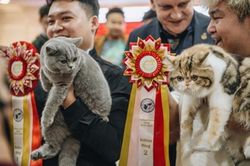 Cuộc thi 'sắc đẹp' dành cho mèo sắp quay trở lại