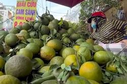 Từ chuyện 'giải cứu' cam sành đến bài học phát triển ồ ạt cây có múi