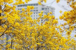 Rực rỡ sắc hoa phong linh giữa lòng Hà Nội