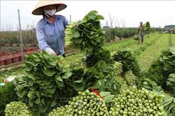 Hà Nội hướng tới hình thành những vùng nông nghiệp xanh
