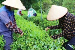 Tri thức dân gian trồng và chế biến chè Tân Cương trở thành di sản văn hóa