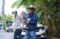 TPHCM: Đội săn bắt chó thả rông bắt được gần chục con chỉ sau vài tiếng