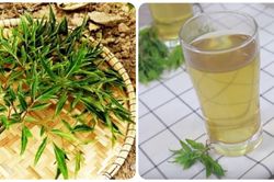 Ai không nên uống nước lá đinh lăng?