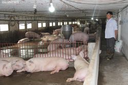 Giá heo hơi hôm nay 24/2: Biến động trái chiều