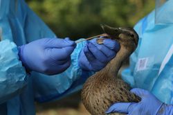 Campuchia có người chết do H5N1, Viện Pasteur TP.HCM chỉ đạo khẩn