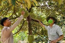 Ồ ạt trồng sầu riêng: Lo điệp khúc 'trồng-chặt'