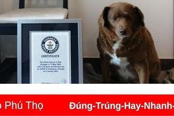 Xác nhận kỷ lục 'cụ' chó cao tuổi nhất thế giới sống tại Bồ Đào Nha