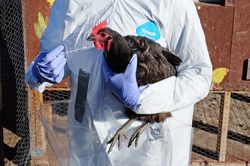 TP.HCM khẩn trương phòng cúm A H5N1 xâm nhập