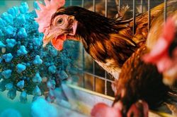 Campuchia có ca tử vong vì cúm H5N1, Viện Pasteur TP HCM gửi công văn khẩn