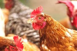 Khẩn cấp ngăn chặn cúm gia cầm H5N1 có độc lực cao xâm nhập