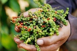 Giá tiêu hôm nay 25/2: Sản lượng sụt giảm đẩy giá tiêu tăng