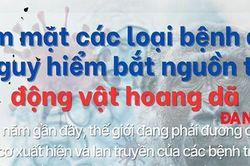 Điểm mặt các loại bệnh dịch nguy hiểm bắt nguồn từ động vật hoang dã