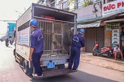 Nên sớm thành lập các đội bắt chó, mèo thả rông