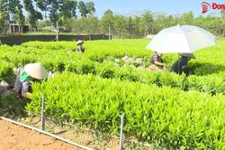'Thủ phủ' ươm giống tràm hom