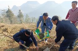 Si Ma Cai: Mở rộng diện tích trồng cây ăn quả ôn đới