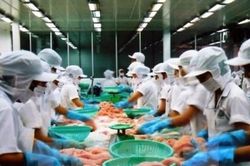 Lãi ròng Vĩnh Hoàn có thể giảm do xuất khẩu cá tra khó khăn