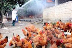 Cúm A/H5N1 nguy hiểm ra sao?