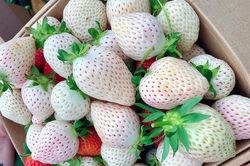 Dâu Đà Lạt cả triệu đồng/kg vẫn 'cháy' hàng có gì đặc biệt?