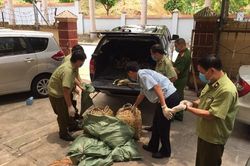 Công điện khẩn về ngăn chặn nhập lậu gia cầm vào Việt Nam