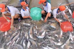 Xuất khẩu sang Trung Quốc không bù đắp nổi thị trường Mỹ, doanh nghiệp cá tra vẫn gặp khó năm 2023