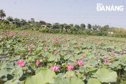 Hồi sinh cánh đồng Hố Dư - Khe Voi