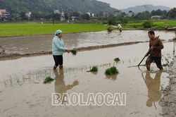 Nông dân các địa phương hối hả xuống đồng gieo cấy lúa xuân