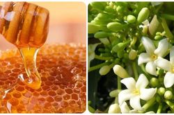 Tác dụng của hoa đu đủ đực ngâm mật ong