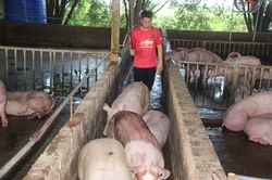 Giá heo hơi hôm nay 27/2/2023: Đi ngang trên diện rộng