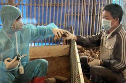 Thành phố Hồ Chí Minh tăng cường giám sát dịch cúm H5N1