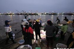 Nam Định: Nhộn nhịp phiên chợ cá sáng bến Giao Hải