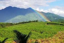 Kinh tế Nông nghiệp - Nông thôn Trồng rừng thay thế khi chuyển mục đích sử dụng rừng sang mục đích khác