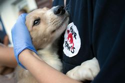 FOUR PAWS công bố báo cáo nạn buôn bán thịt chó mèo ở Việt Nam