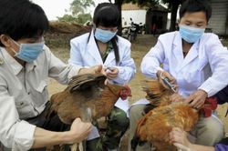 Cúm A/H5N1 bùng phát ở Campuchia, đã có 1 người tử vong, nguy cơ lây sang Việt Nam rất lớn