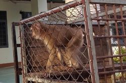 Giao nộp khỉ đuôi lợn quý hiếm để thả về tự nhiên