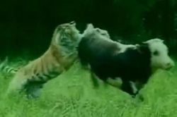 Clip: 'Khiếp vía' với cảnh hổ dữ săn trộm bò sữa