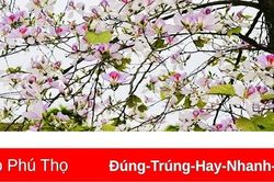 Lễ hội 'Mùa hoa Ban' thành phố Sơn La sẽ diễn ra vào ngày 11/3