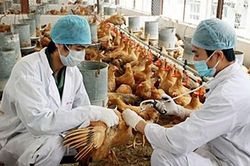 TP HCM: Các cửa khẩu tăng cường giám sát, kiểm dịch cúm gia cầm H5N1