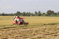 Nông dân tỉnh Tiền Giang trúng mùa, bội thu vụ lúa Đông Xuân