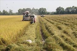 Vụ lúa Đông Xuân tại Tiền Giang trúng mùa, bội thu