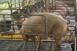 Bình Phước xử lý nghiêm việc vận chuyển động vật trái phép qua biên giới