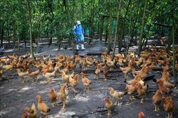 TP Hồ Chí Minh: Cảnh giác nguy cơ xâm nhập cúm gia cầm H5N1