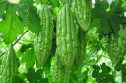Ăn mướp đắng giúp hạ đường huyết