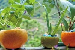 Cam thối hỏng đừng vội bỏ đi, bạn sẽ bất ngờ về công dụng chúng mang lại