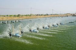 Doanh thu tháng 2 của Sao Ta khởi sắc trở lại