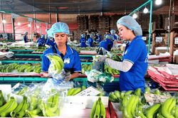 Hoàng Anh Gia Lai dự kiến tổ chức ĐHĐCĐ thường niên vào tháng 4