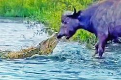 Trâu rừng nhấc bổng cá sấu dù bị cắn vào mũi